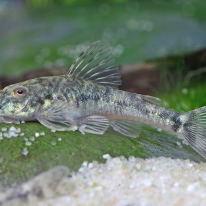Parotocinclus jumbo