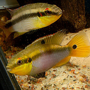 Pelvicachromis roloffi