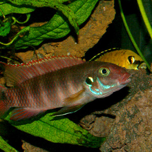 Pelvicachromis rubrolabiatus