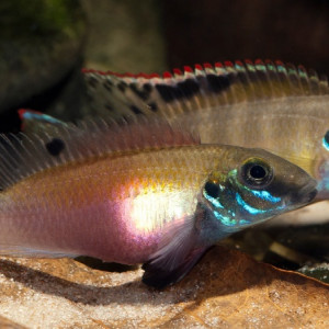 Pelvicachromis signatus