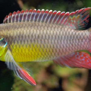Pelvicachromis taeniatus