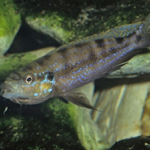 Perissodus microlepis