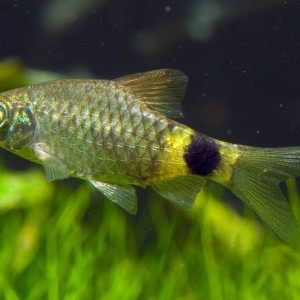 Pethia erythromycter