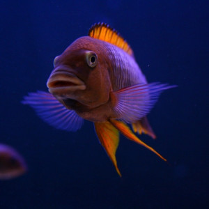 Petrochromis famula