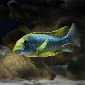 Petrochromis macrognathus