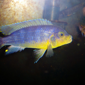 Petrotilapia tridentiger