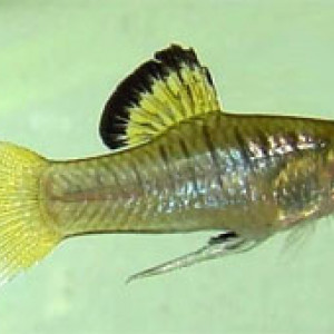 Phallichthys amates