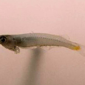 Phenacostethus smithi