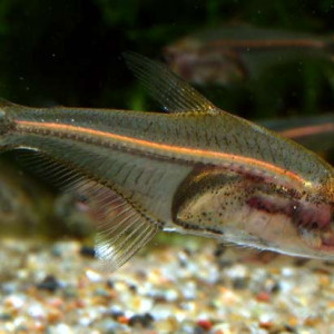 Phenagoniates macrolepis