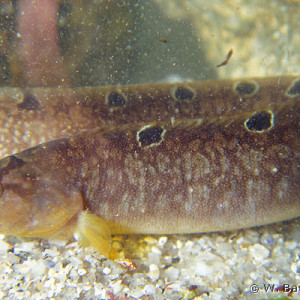 Pholis gunnellus
