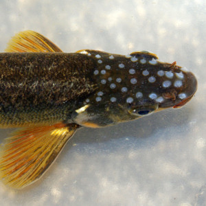 Phoxinus bigerri