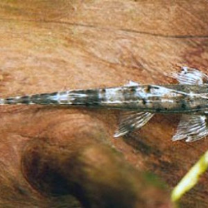 Phractura ansorgii