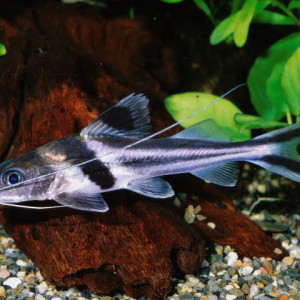 Pimelodus ornatus