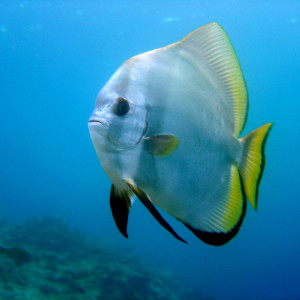 Platax orbicularis