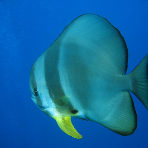 Platax teira