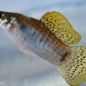 Poecilia Orri