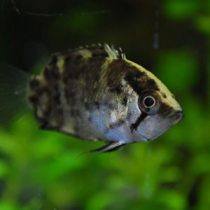 Polycentrus schomburgkii