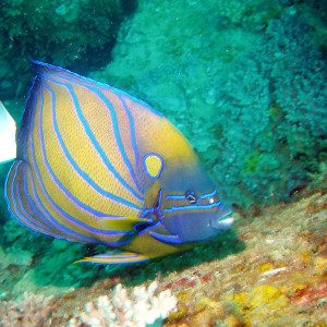 Pomacanthus annularis