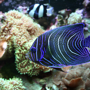 Pomacanthus semicirculatus