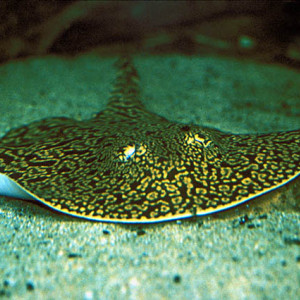 Potamotrygon falkneri
