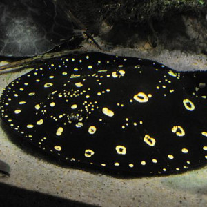 Potamotrygon henlei