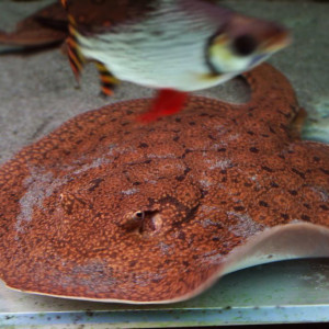 Potamotrygon ocellata