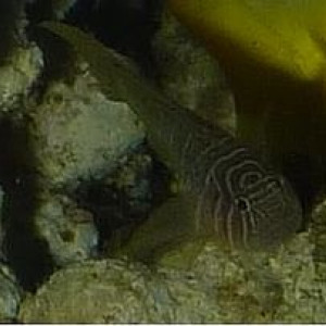 Priolepis boreus