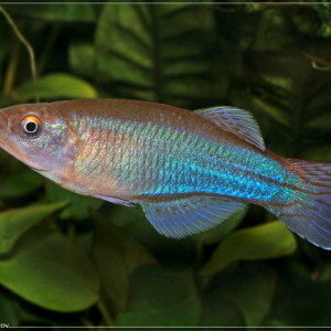 Procatopus aberrans