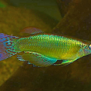 Procatopus nototaenia