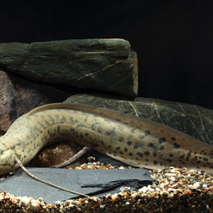 Protopterus annectens annectens