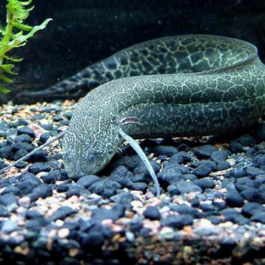 Protopterus dolloi
