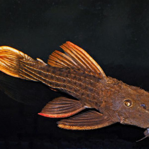 Pseudacanthicus serratus