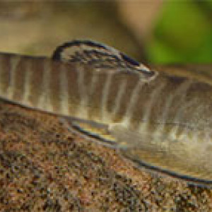 Pseudogastromyzon fasciatus
