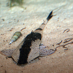 Pseudohemiodon apithanos