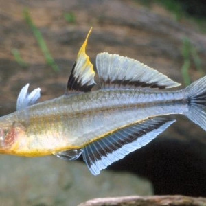 Pseudomugil connieae