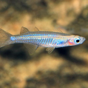 Pseudomugil inconspicuus