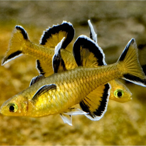 Pseudomugil mellis