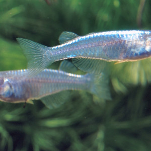 Pseudomugil paludicola