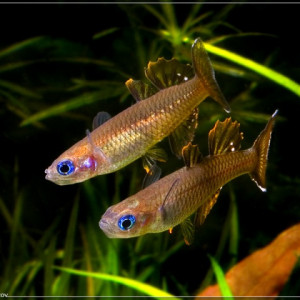 Pseudomugil tenellus