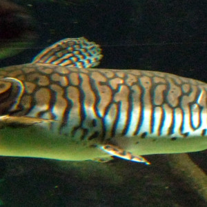 Pseudoplatystoma fasciatum
