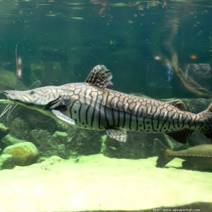 Pseudoplatystoma tigrinum