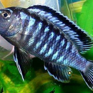 Pseudotropheus macrophthalmus