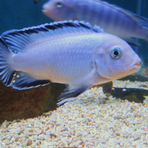Pseudotropheus socolofi