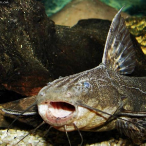 Pterodoras granulosus 