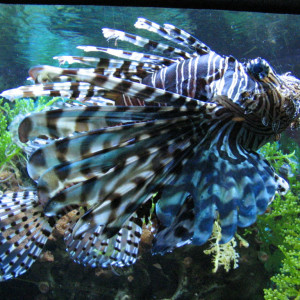 Pterois antennata
