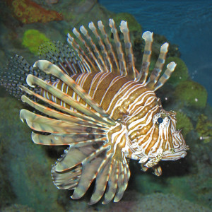 Pterois volitans