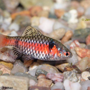 Puntius amarus