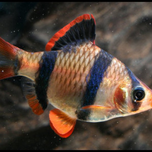 Puntius anchisporus