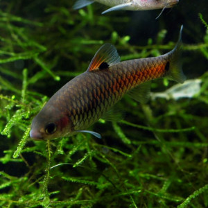 Puntius bimaculatus