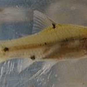 Puntius binotatus